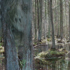 Pine Barrens
